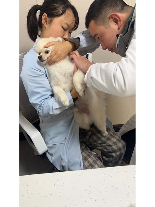 博美和溪乾为什么打架