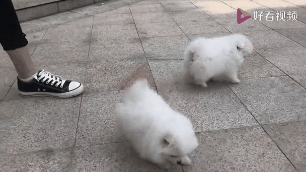 博美和溪乾为什么打架