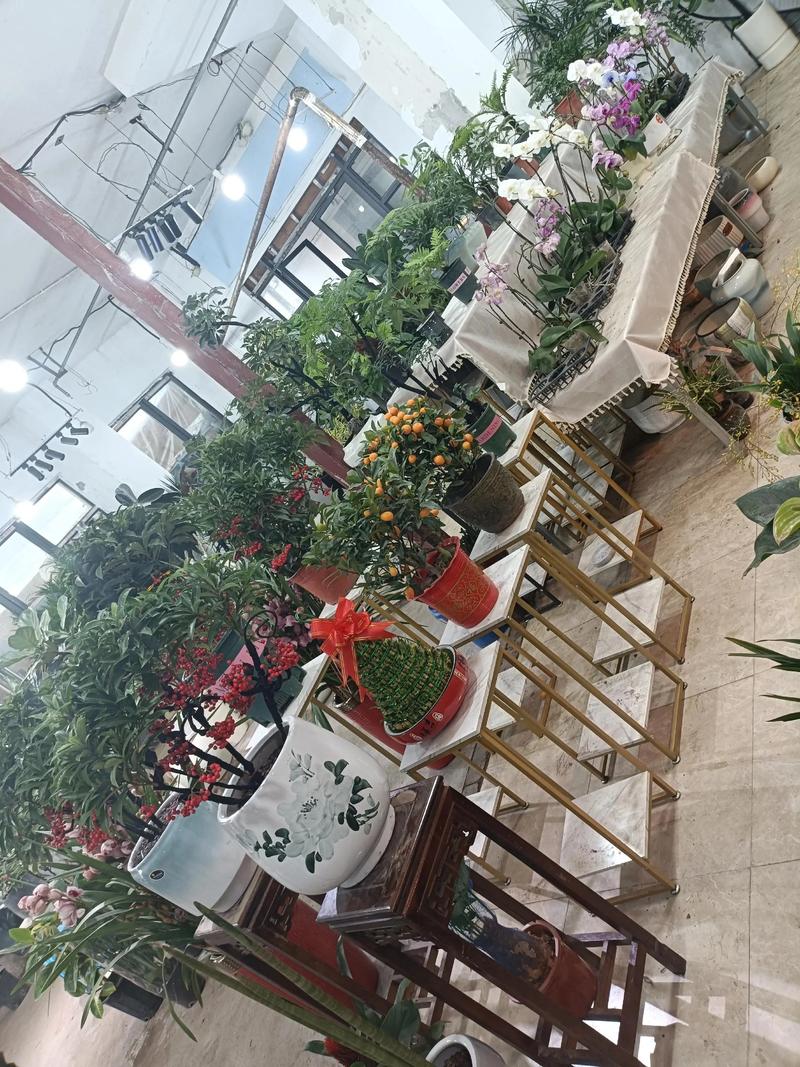 下关花鸟市场为什么搬