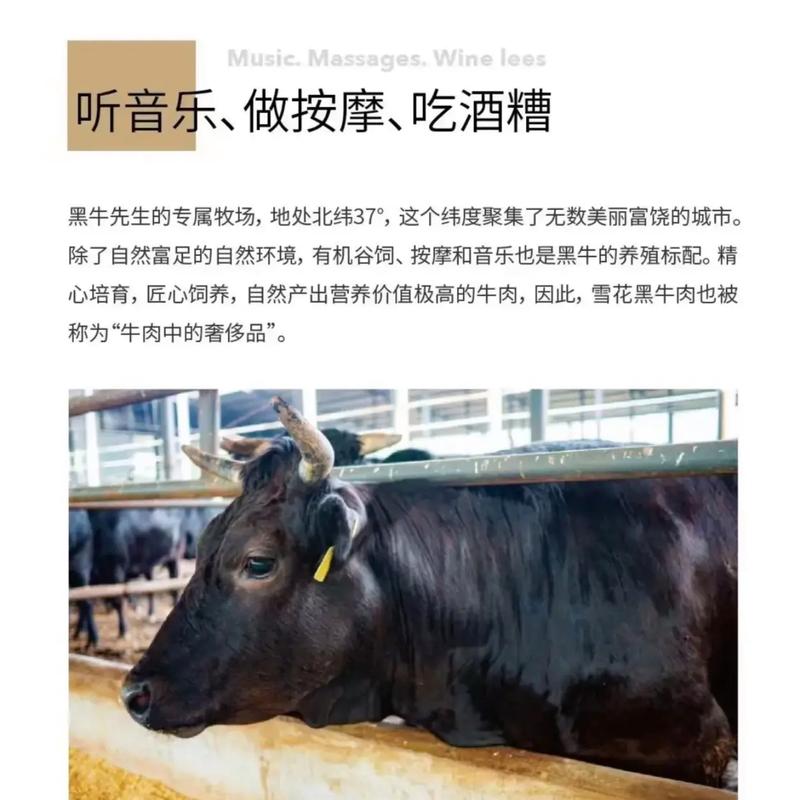 新疆呼图壁牛场信息