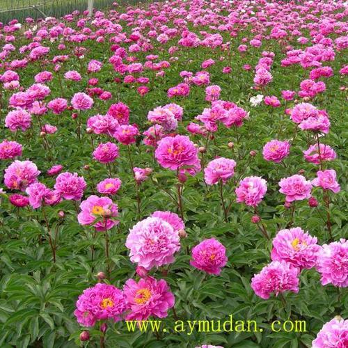 山东菏泽详细信息